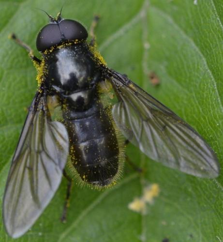Réf. 234 299 : Cheilosia sp.